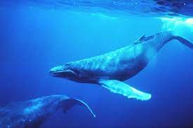 Nằm mơ thấy cá voi điềm báo gì, lành hay dữ? con số liên quan